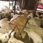 продавам овце агнета, снимка 3