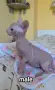 Don Sphynx чистокръвно момченце и момичета , снимка 3