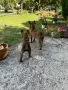 Малки кученца Малиноа, снимка 3