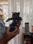 Продавам котета, снимка 7