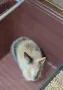 декоративно зайче, снимка 4