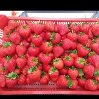 продавам разсад ягоди, снимка 4 - Сортови семена и луковици - 34210388