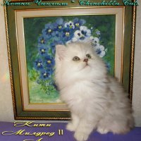 Персийска сребърна чинчила, chinchilla silver котенце, персийско сребърно коте