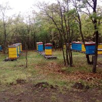 Пчелен мед от производител - биологично производство, снимка 8 - Други - 41914036
