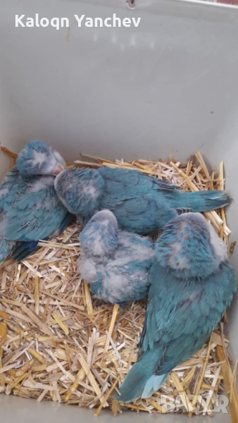 Папагали, снимка 1