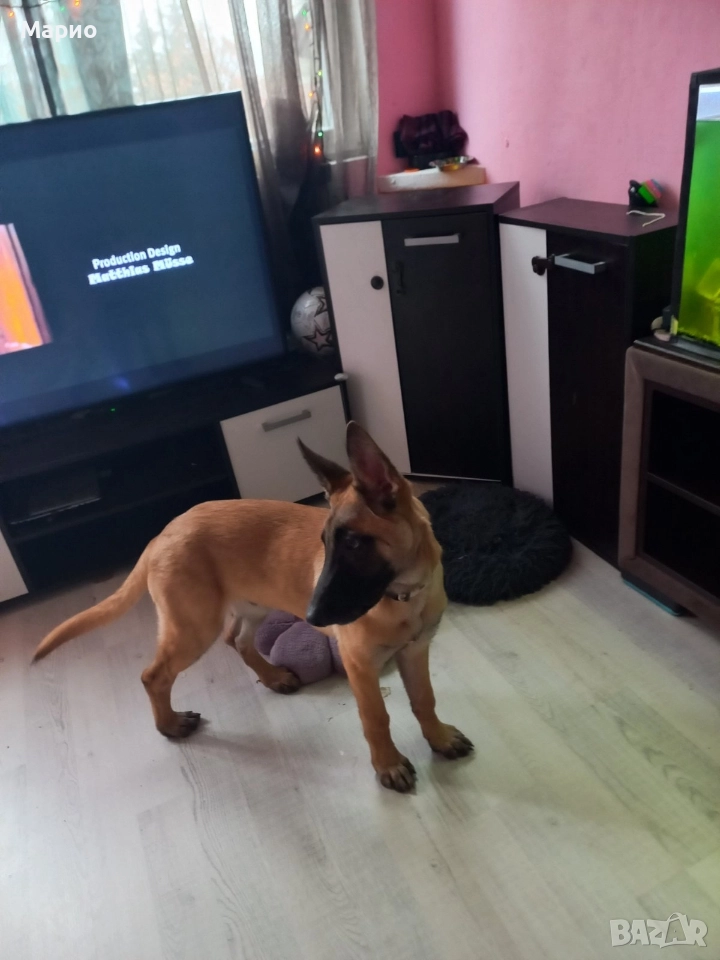 продавам белгийски овчарка, снимка 1