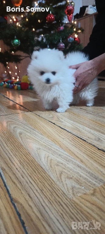 Куче, снимка 1