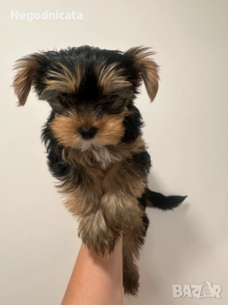 Мини йоркширски териер мъжки , снимка 1