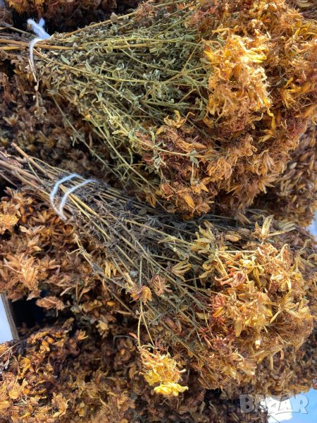 Жълт кантарион звъниче, снимка 1