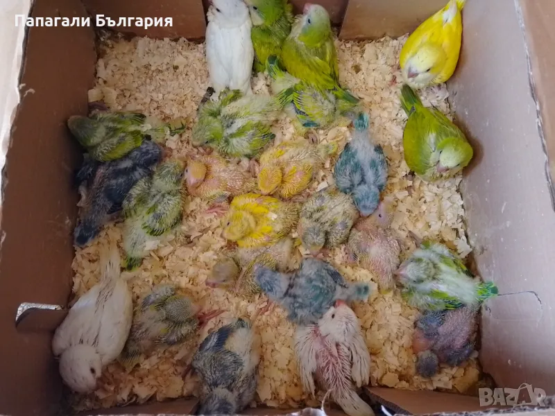 Ръчно хранени папагалчета Монах, снимка 1