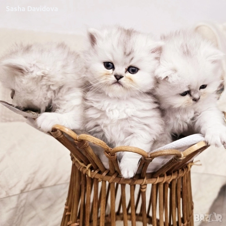 Британски дългокосмести котенца, снимка 1