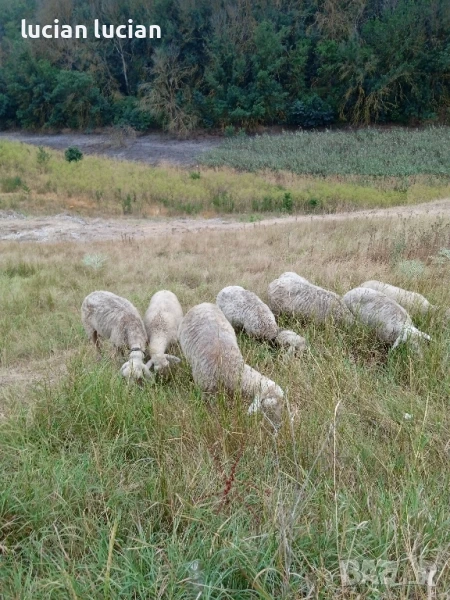 selsko stopanski jivotni, снимка 1