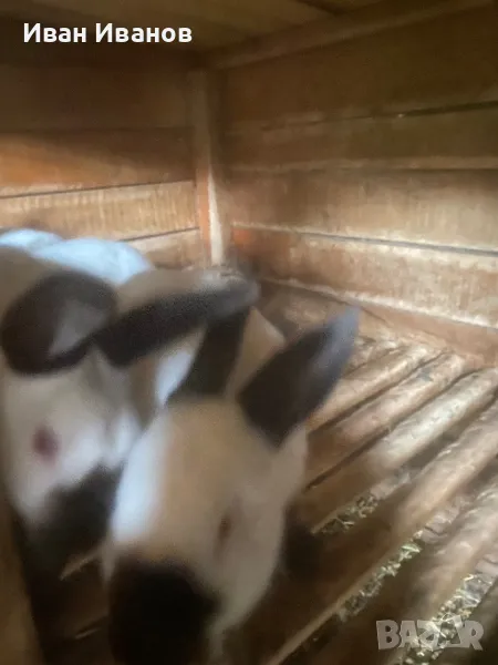 Зайци , снимка 1