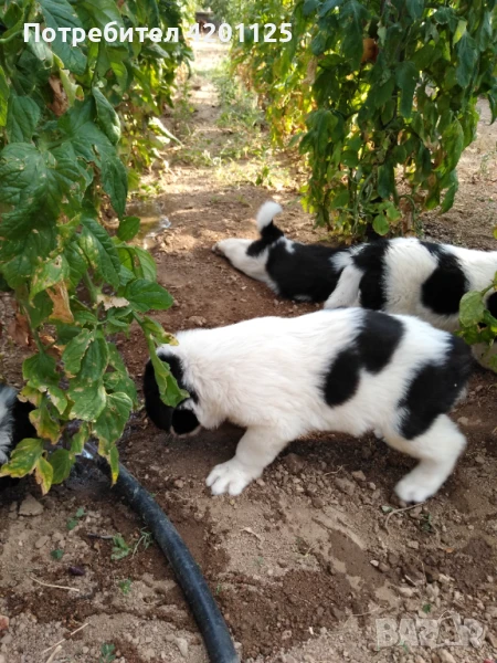 Малки каракачанки , снимка 1