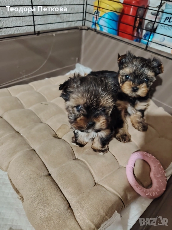 мини йоркширски териер , снимка 1