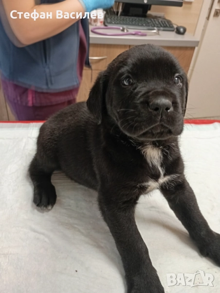 Продавам Кане Корсота, снимка 1