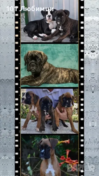 Немски боксери с родословие, снимка 1