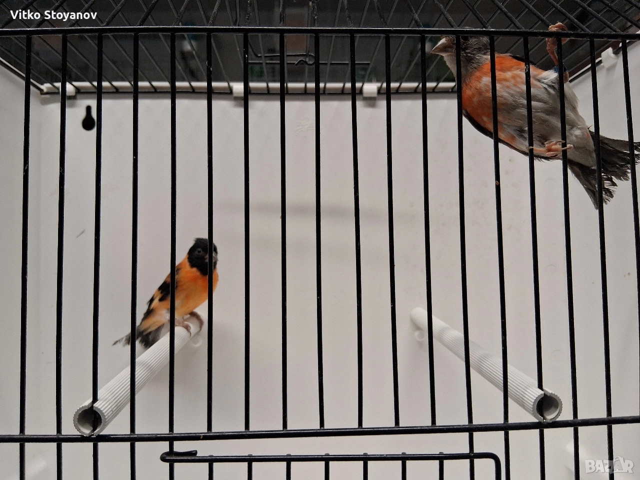 Венецуелски скатии, снимка 1