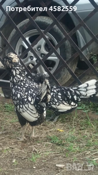 Падуанки , снимка 1