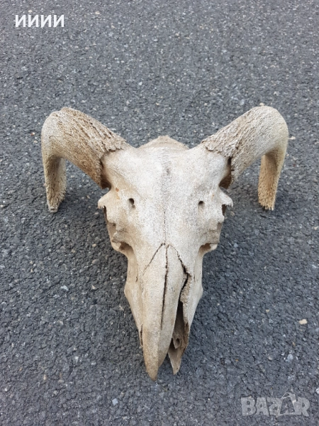 Ловен трофей Козирог , снимка 1