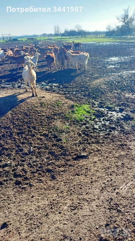 Стадо с женски ,мъжки кози и ярета , снимка 1