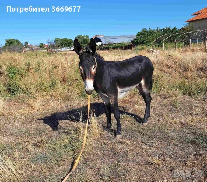 Продавам 2женски 1 мъжко , снимка 1