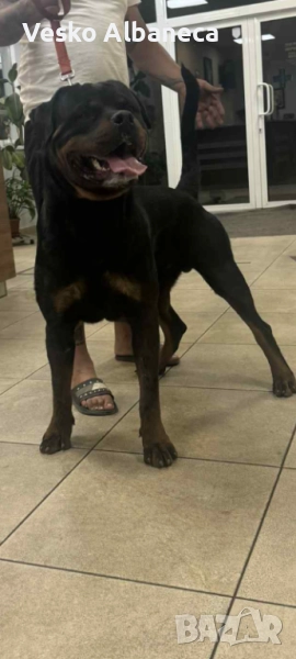 Родвайлер за разплотд, снимка 1