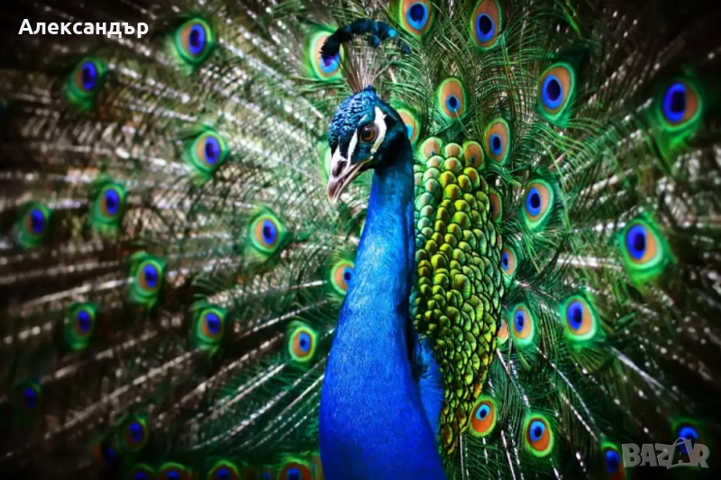 Пауни, снимка 1