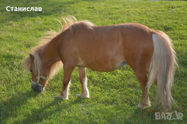 Продавам Шотландско Пони, снимка 3 - Коне - 55767452