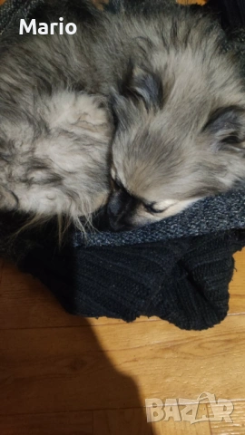 Пекинез на 2 месеца