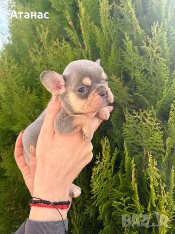 Френски булдог, снимка 6 - Френски булдог - 52548331