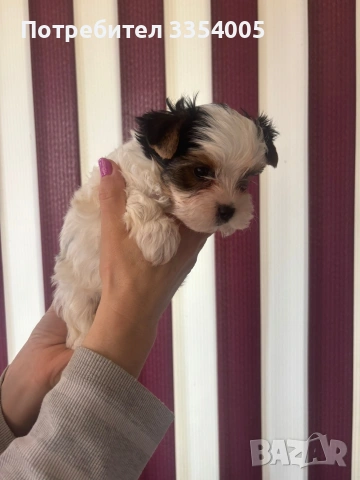 Йорки бивър, снимка 4 - Йоркширски териер - 53827874