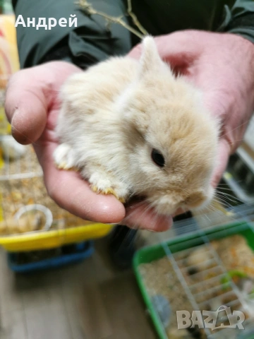 Мини декоративни зайчета