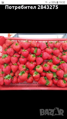 продавам разсад ягоди, снимка 4 - Сортови семена и луковици - 34210388