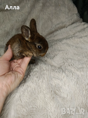 Голландско джуджета и Рекс, декоративно зайчета. , снимка 5 - Декоративни зайчета - 52861714