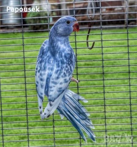 Малък Александър , снимка 16 - Папагали - 51324439