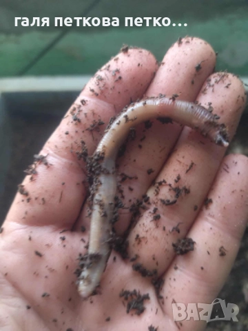 Продавам червеи за риболов – идеални за плувка ,фидер и дъно ., снимка 1