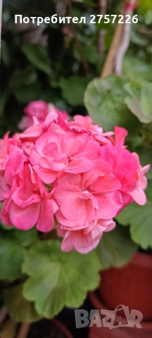 Сортови мушката, снимка 14 - Стайни растения - 52062315