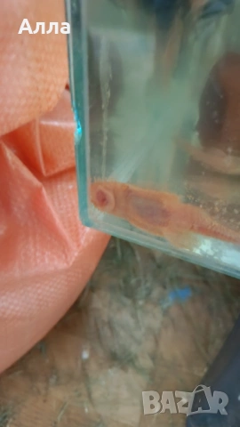 Севериум, анцитруси голями, папагал, синегал, снимка 4 - Рибки - 53565247