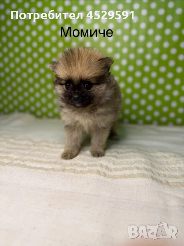 Померан померанче померанчета померани, снимка 9 - Померан - 52952674