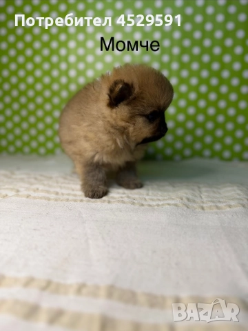 Померан померанче померанчета померани, снимка 3 - Померан - 52952674