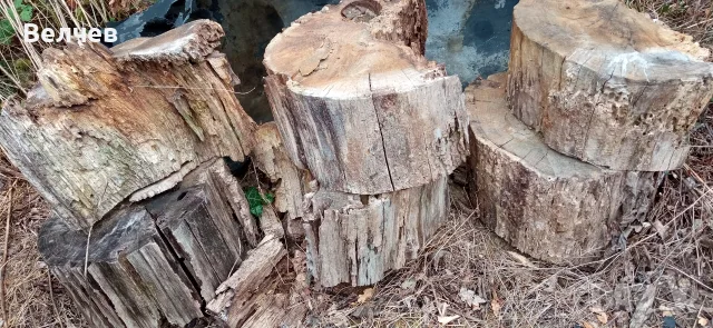 дърва,дъбови трупи ,дърва за огрев, снимка 4 - Дърва за огрев - 56257072