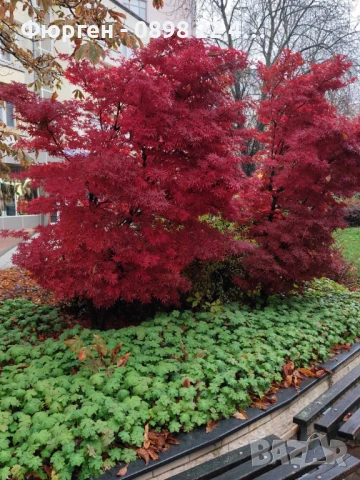 Японски клен - АЦЕР Налични 5 вида Студоустойчиви, снимка 10 - Разсади - 50406492