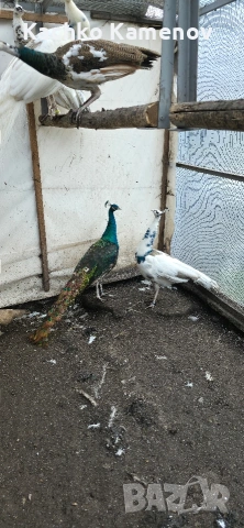 пауни, снимка 7 - други­ - 53406703