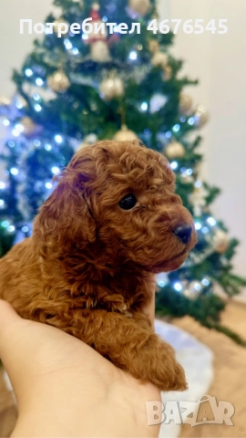 Мини пудел момче, снимка 2 - Пудели - 52776938
