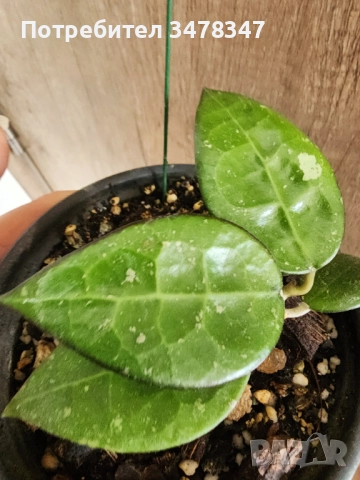 Хоя Parasitica black margin