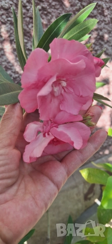 Зокум/ Олеандър в бял и розов кичест цвят, снимка 7 - Разсади - 51549509
