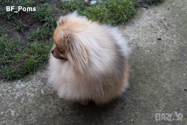 Миниатюрно момиченце померан с родословие FCI, снимка 14 - Померан - 50219721