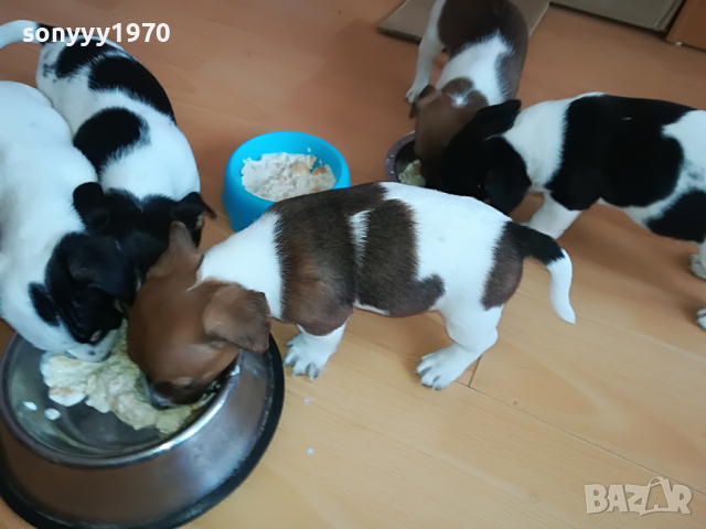 ДЖАК МЪЖКО ЖЕНСКО СЛАДКО КУЧЕНЦЕ 2903221133, снимка 11 - Джак ръсел териер - 36267106