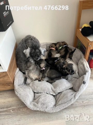 продаваме Цверг Шнауцери, снимка 2 - Други - 53845741